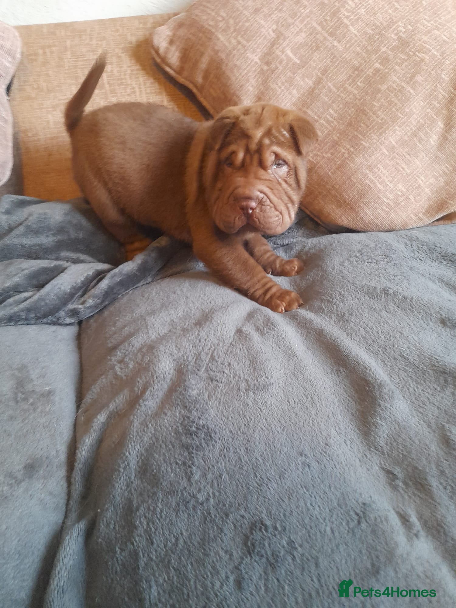 Shar Pei dogs Beautiful pups ready to leave on the 2nd January  - Advert 18