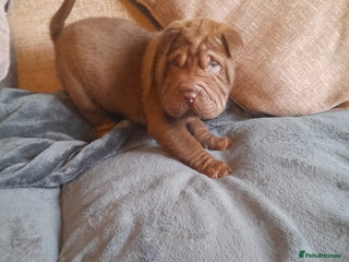 Shar Pei dogs Beautiful pups ready to leave on the 2nd January - Advert 4