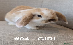 Mini Lop rabbits for sale: Exceptional Mini-Lops. Collect from: 13th October - Image 15