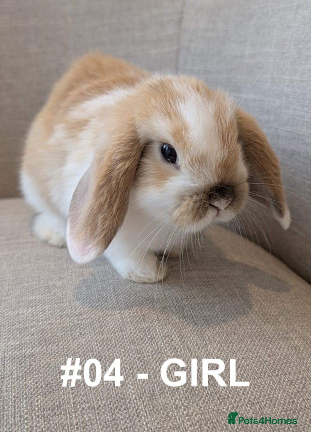 Mini Lop rabbits for sale: Exceptional Mini-Lops. Collect from: 13th October - Image 15