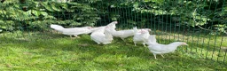 Chickens poultry for sale: Chickens Point of lay hens - Advert 8