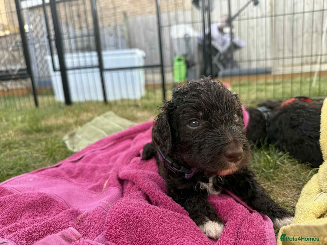 Newfypoo dogs for sale: 🐾 Beautiful Newfypoo x Standard Poodle Puppies 🐾 in Doncaster - Image 19
