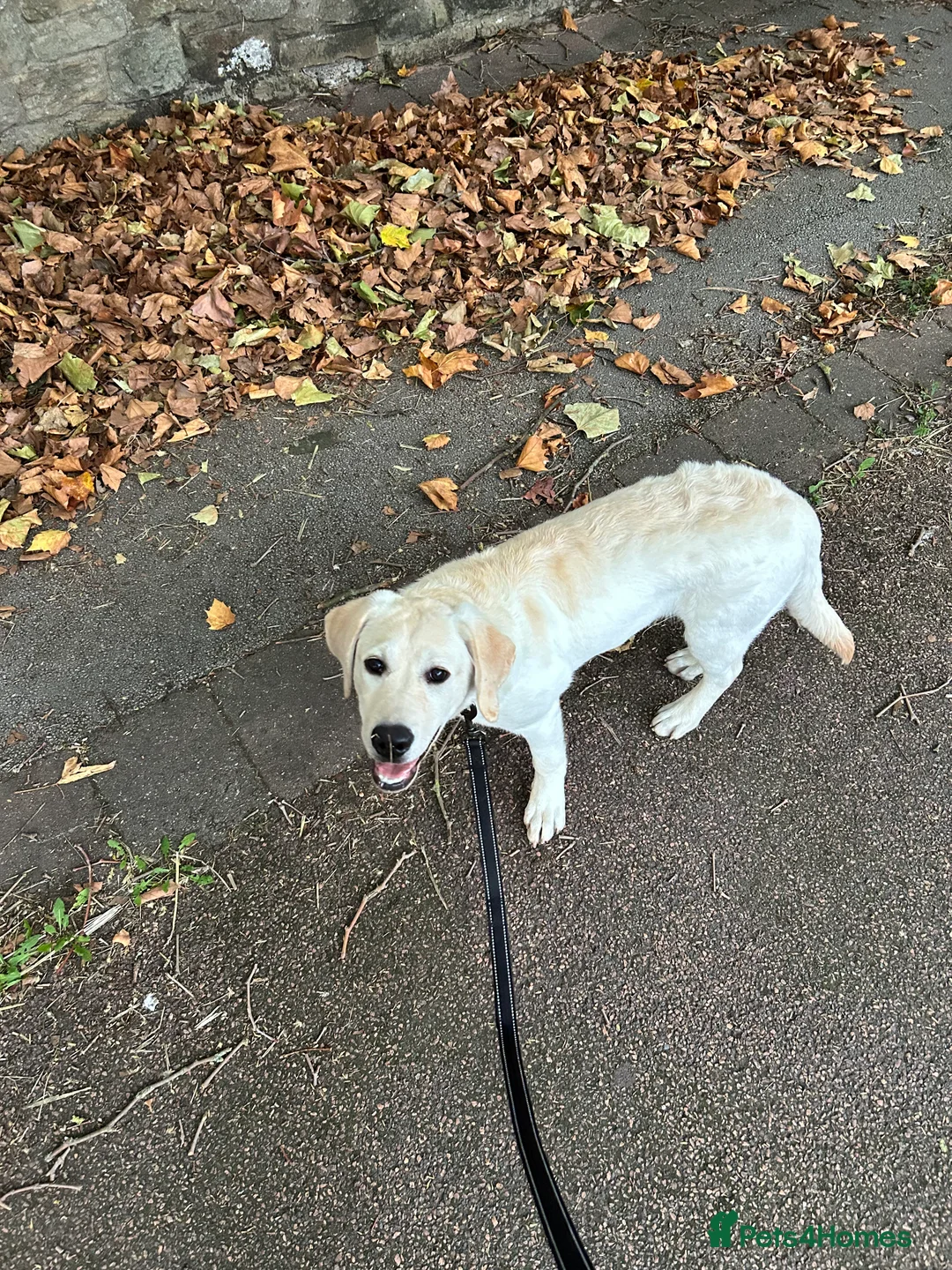 Labrador Retriever dogs for sale: Welcome Anjola, 9-month old Labrador, to your home - Advert 28