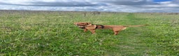 Labrador Retriever dogs for sale: Roxy the fox red Labrador  - Advert 3