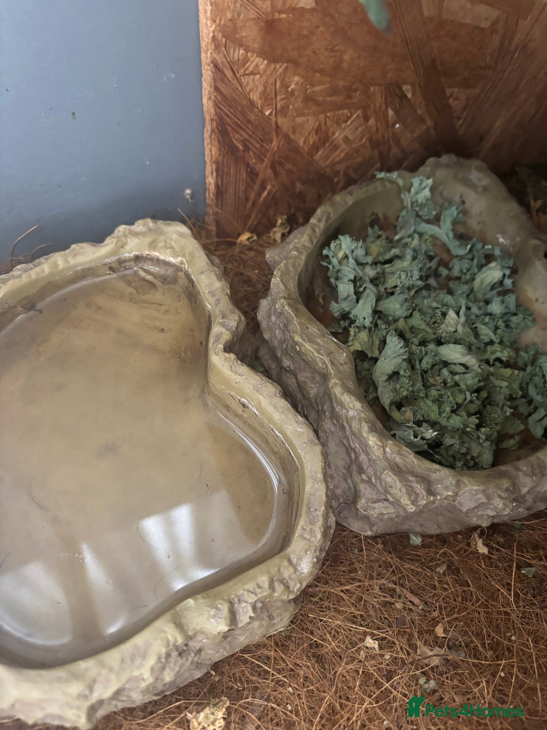 Bearded Dragon reptiles for sale: Bearded dragon with vivarium and set up included - Image 8