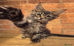 Maine Coon cats for sale: Beautiful Maine Coon kittens - Image 14