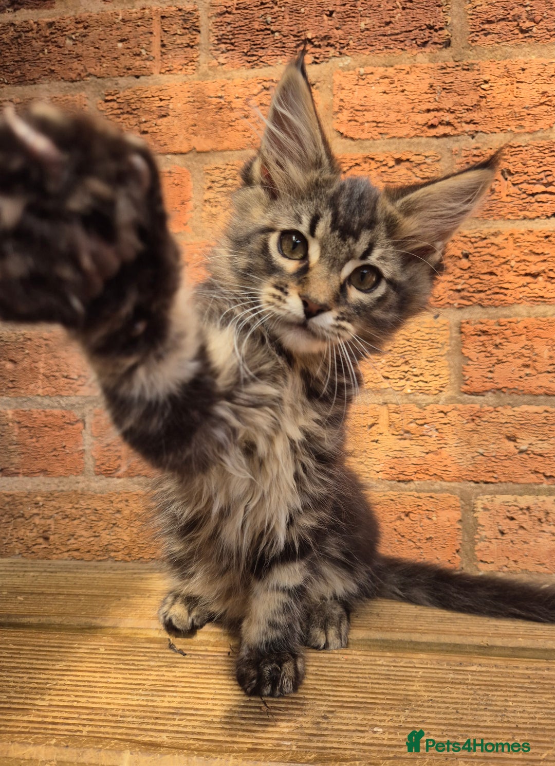 Maine Coon cats for sale: Beautiful Maine Coon kittens - Image 14