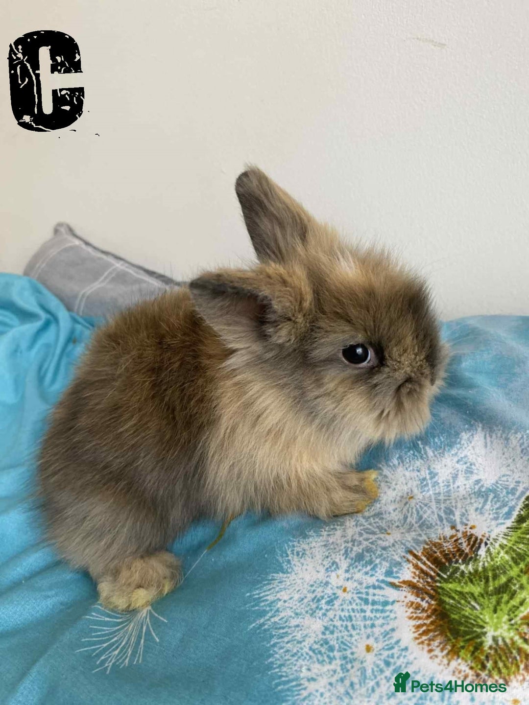 Lionhead rabbits for sale: Pure Breed Fluffy Double Mained Lionhead Kits - Image 8
