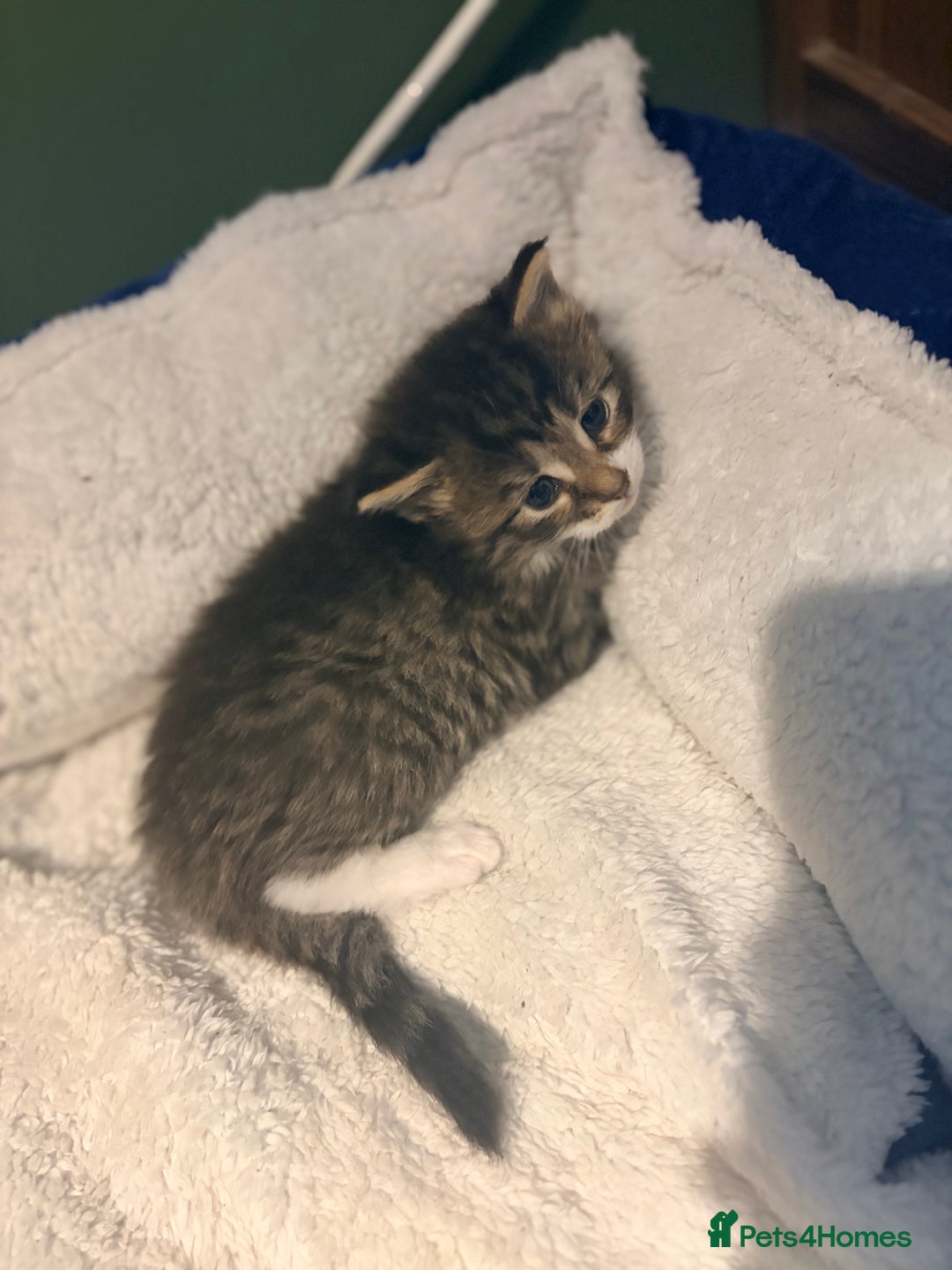 Maine Coon cats for sale: Mainecoon X tabby kittens 🐈‍⬛  - Advert 5