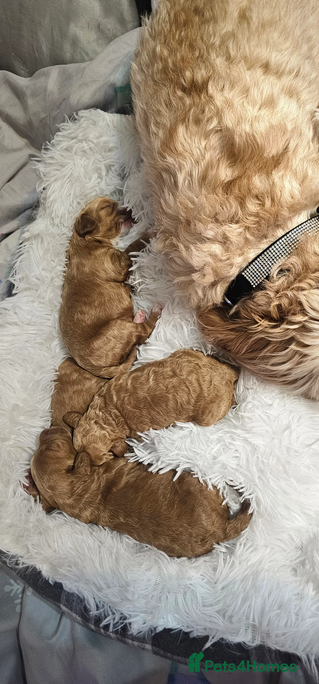 Cavapoo dogs for sale: Cavapoo for sale - Advert 15