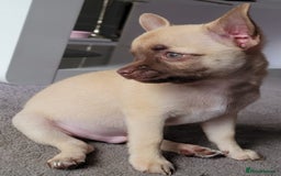Chihuahua dogs for sale: Boy & girl chihuahua puppies  - Image 14