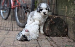 Poochon dogs for sale: Poochon pups ready now Rare colours - Image 34