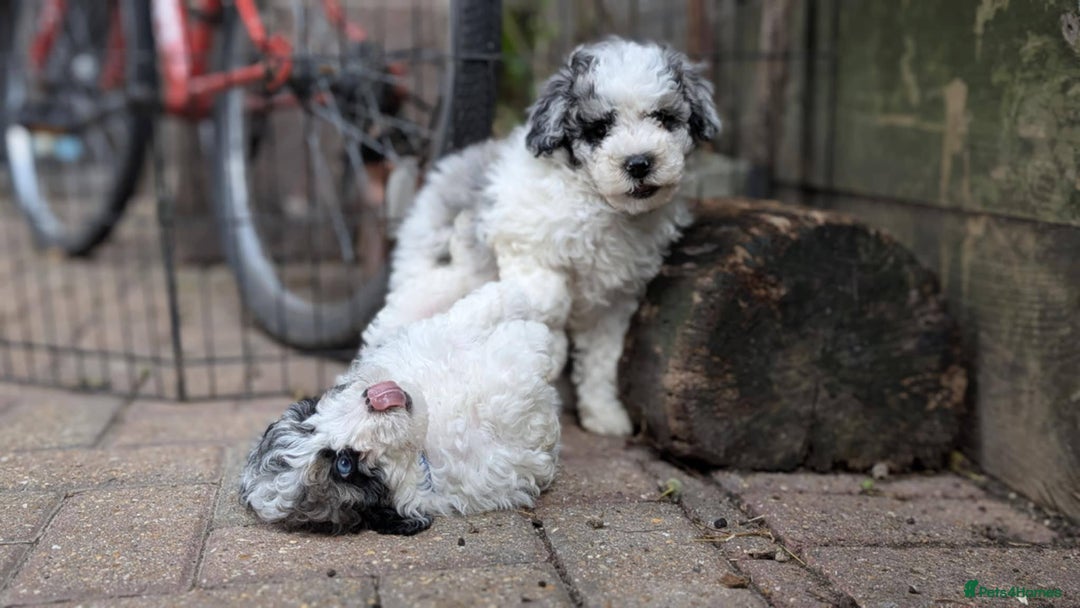 Poochon dogs for sale: Poochon pups ready now Rare colours - Image 34