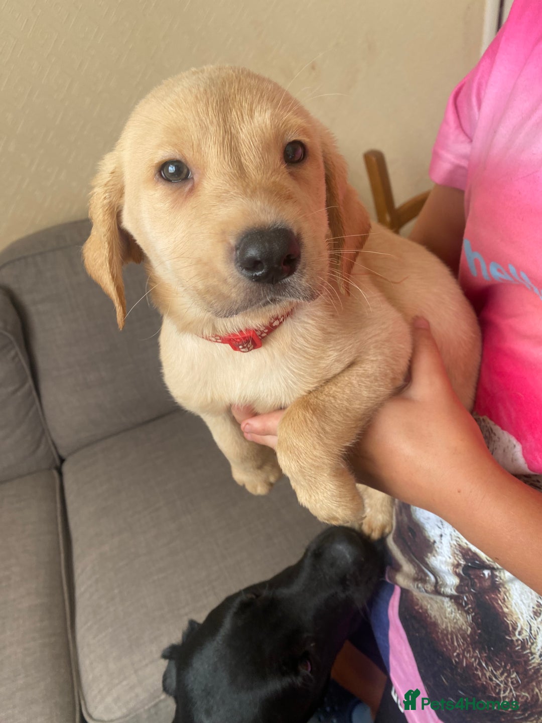 Labrador Retriever dogs for sale: Lovely Labrador puppies  - Image 9