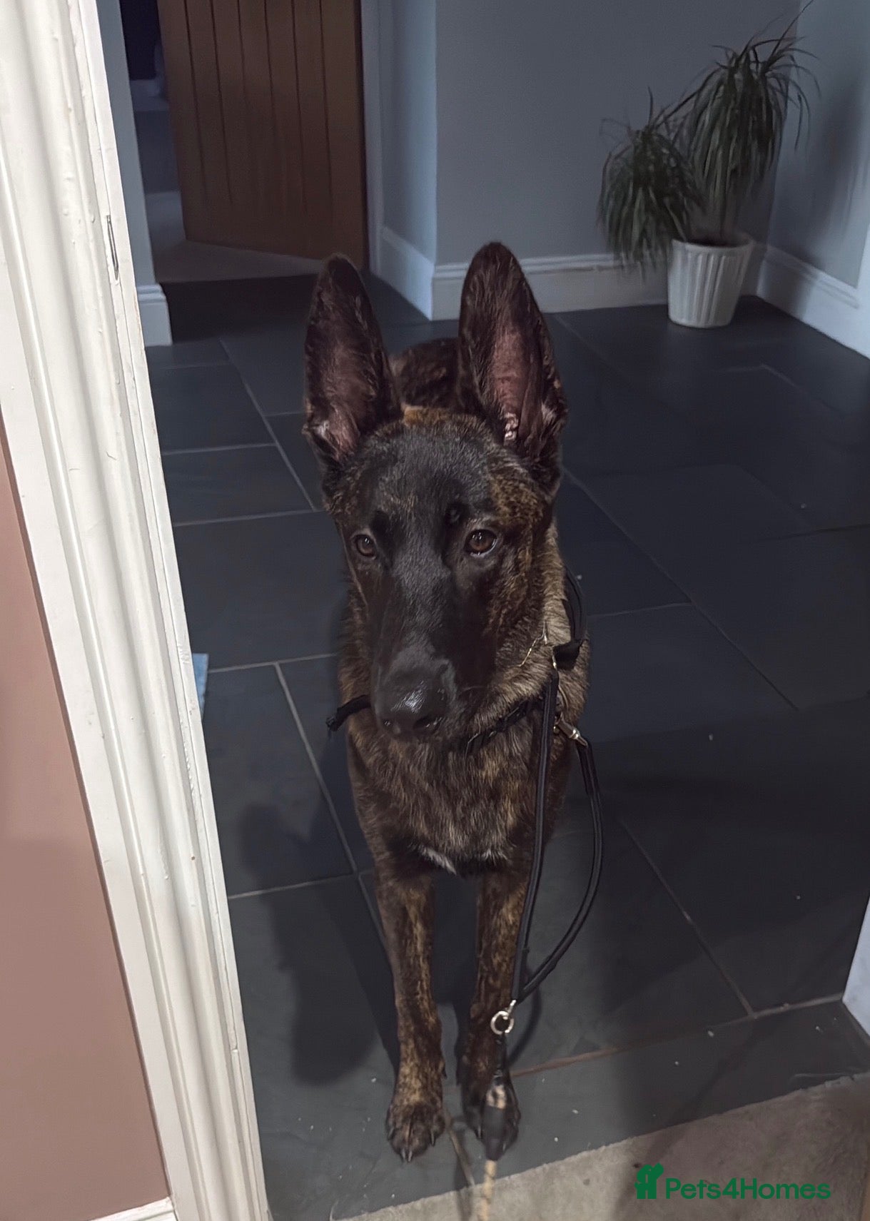 Mixed Breed dogs Malinois x dutch shepherd for sale  - Advert 5
