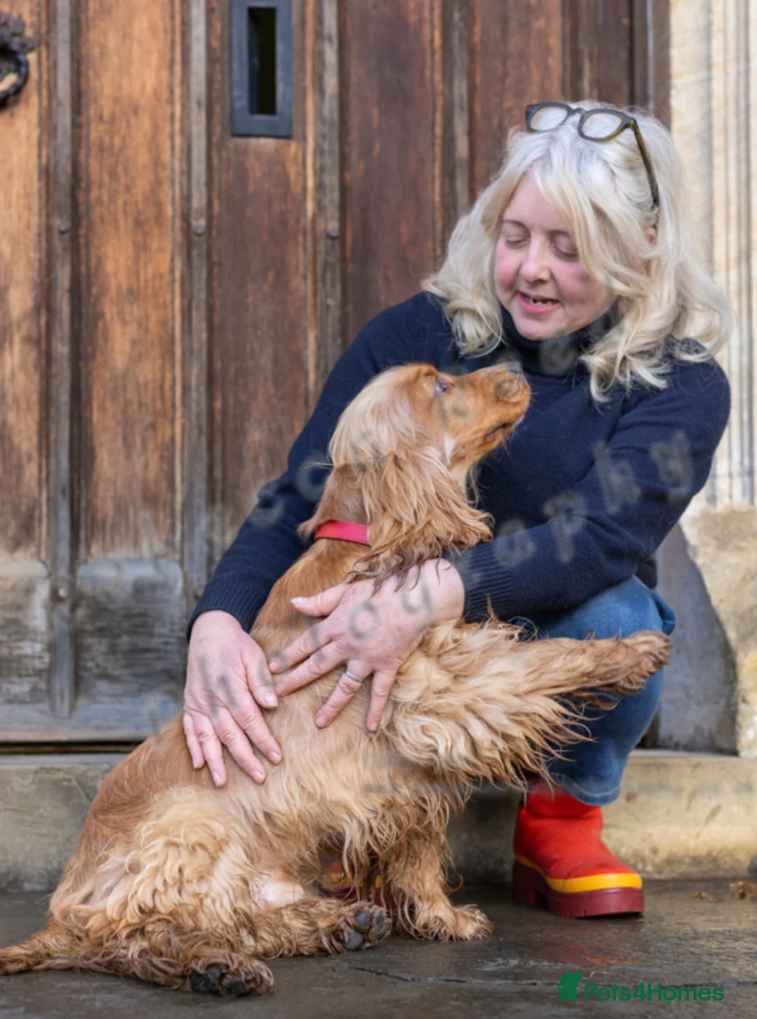 Cocker Spaniel dogs for stud: LUDO - GOLDEN Show Cocker Pedigree Stud TOP Tested in Bradford-on-Avon - Advert 29
