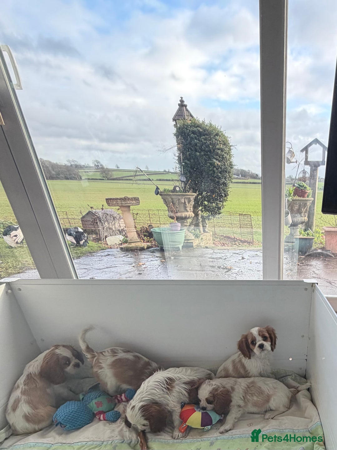 Cavalier King Charles Spaniel dogs for sale: Kc registered cavalier king charles puppies - Advert 25