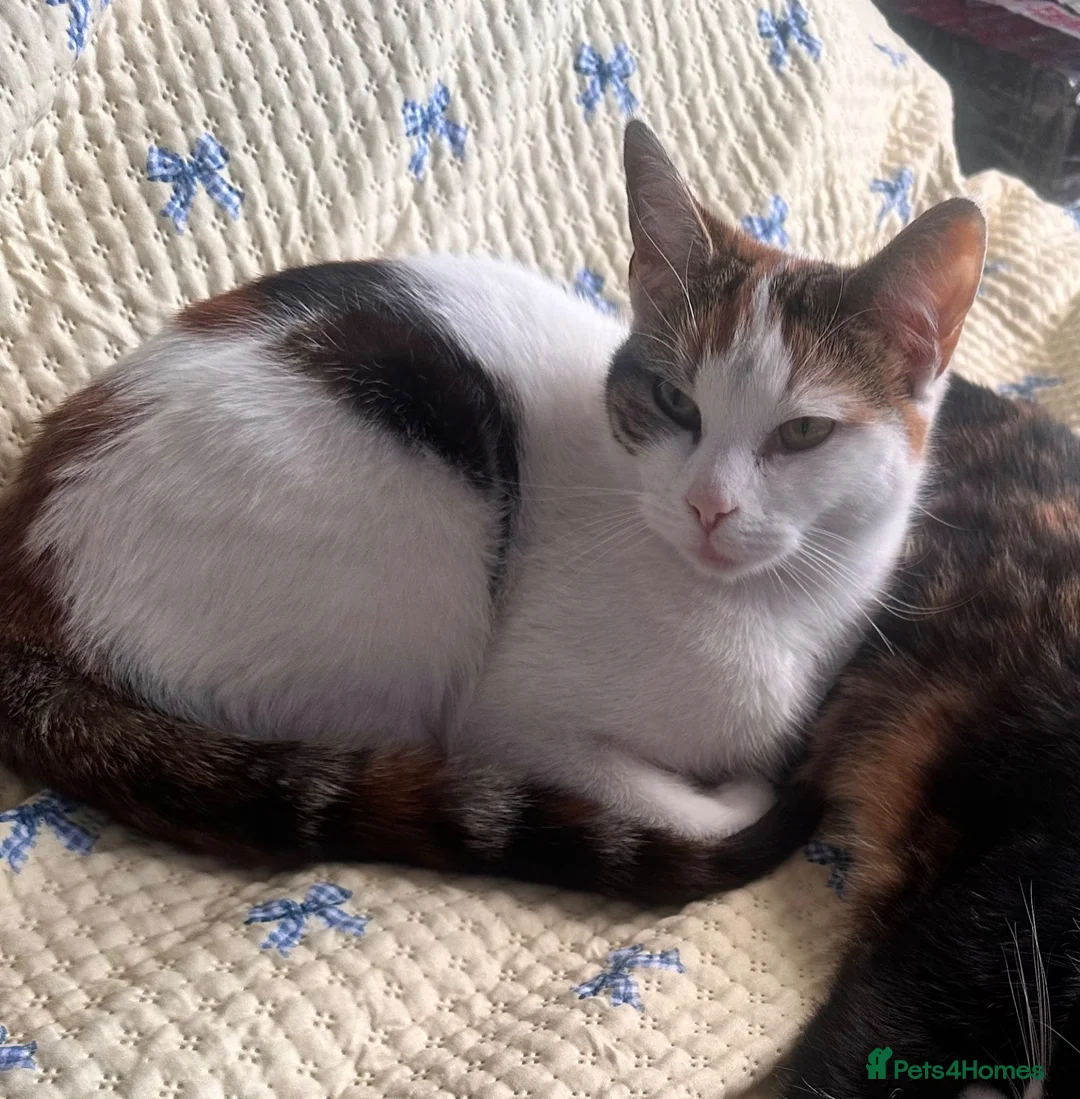 Mixed Breed cats for sale: 2 Male and 1 Female Kitten. - Advert 2