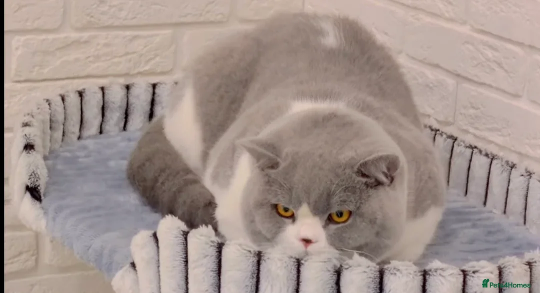 British Shorthair cats for stud: BI COLOUR BLUE STUD GCCF & TICA 🎲 - Advert 2