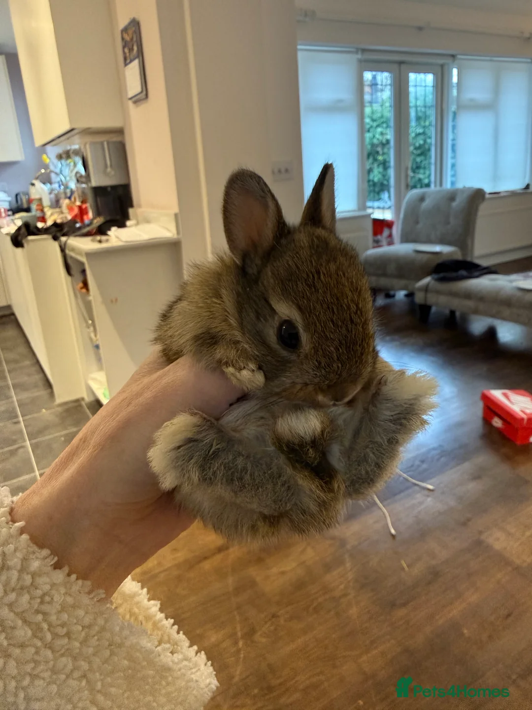 Netherland Dwarf rabbits for sale: Netherland Dwarf Rabbits  - Advert 4