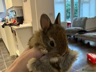 Netherland Dwarf rabbits Netherland Dwarf Rabbits - Advert 4