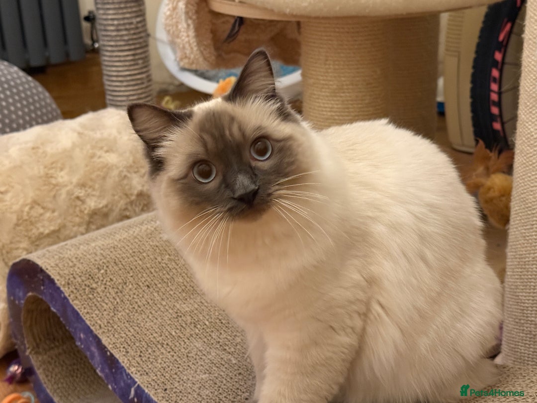 Ragdoll cats for sale: GCCF REGISTERED Ragdoll Kitten Blue Colourpoint - Advert 14