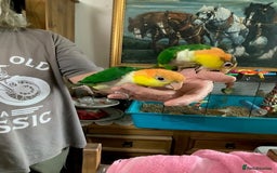 Parrots birds for sale: Green Thighed Caique baby - Image 1