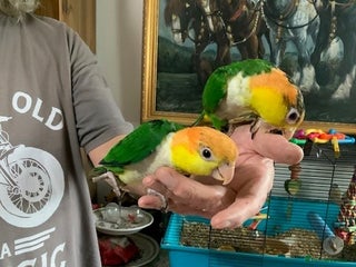 Parrots birds - Advert 13