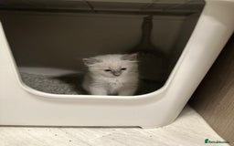 Ragdoll cats for sale: READY NOW Stunning pure breed ragdoll kittens  - Image 8