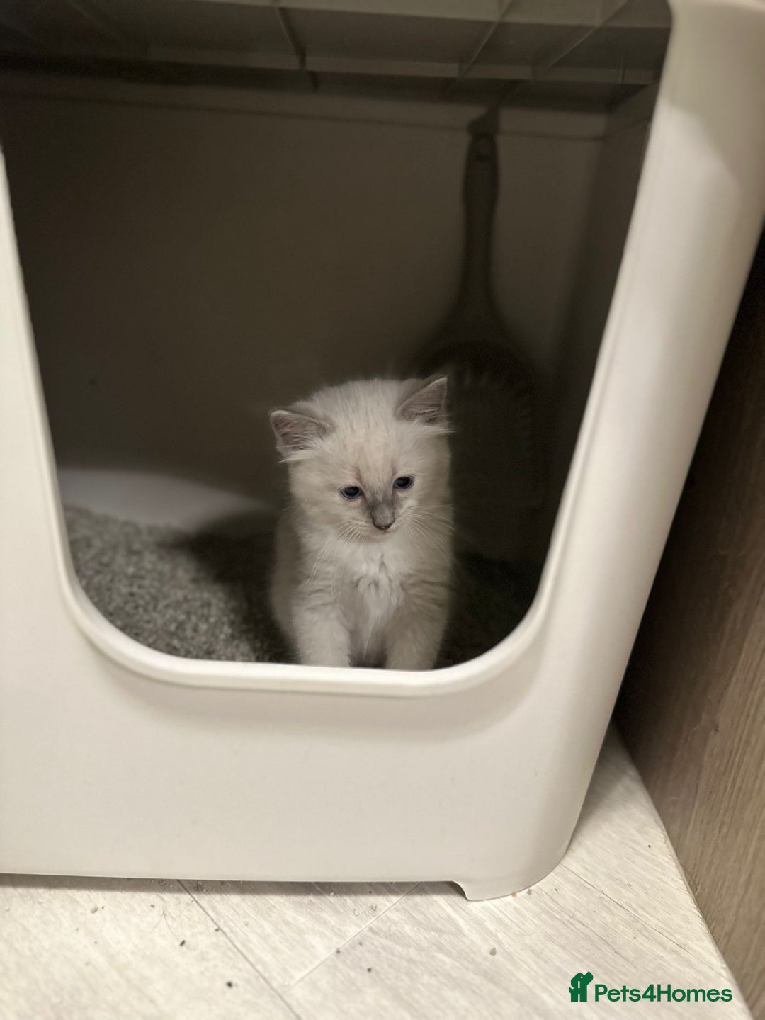 Ragdoll cats for sale: READY NOW Stunning pure breed ragdoll kittens  - Image 8
