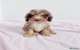 Cockapoo dogs for sale: Outstanding Cockapoo Puppies - Image 9