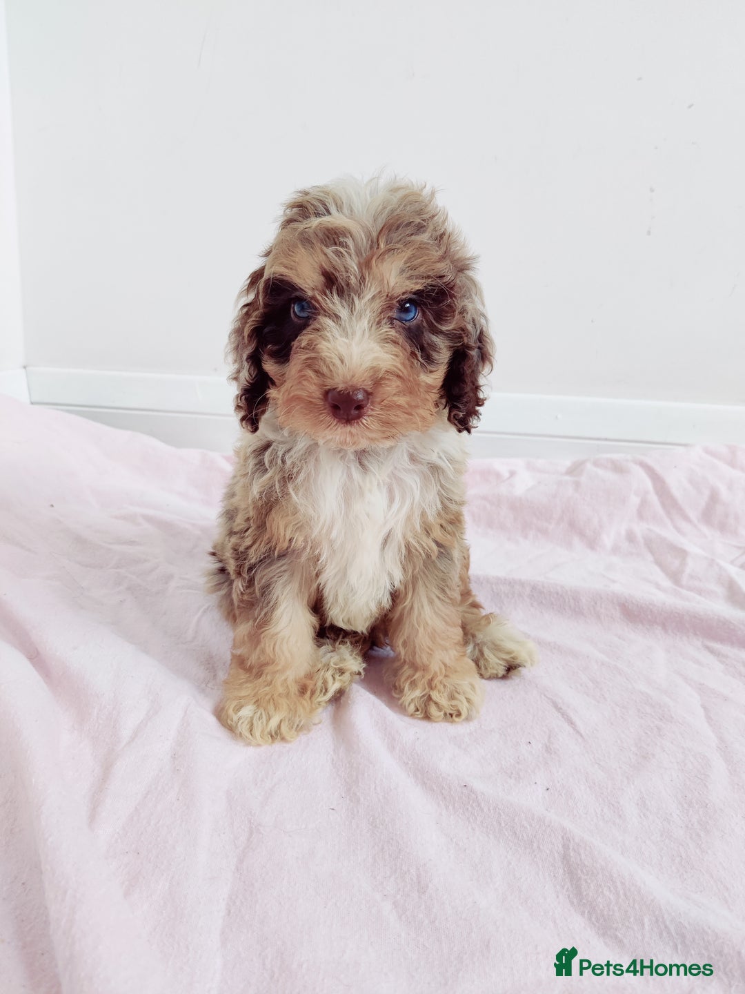 Cockapoo dogs for sale: Outstanding Cockapoo Puppies - Image 9