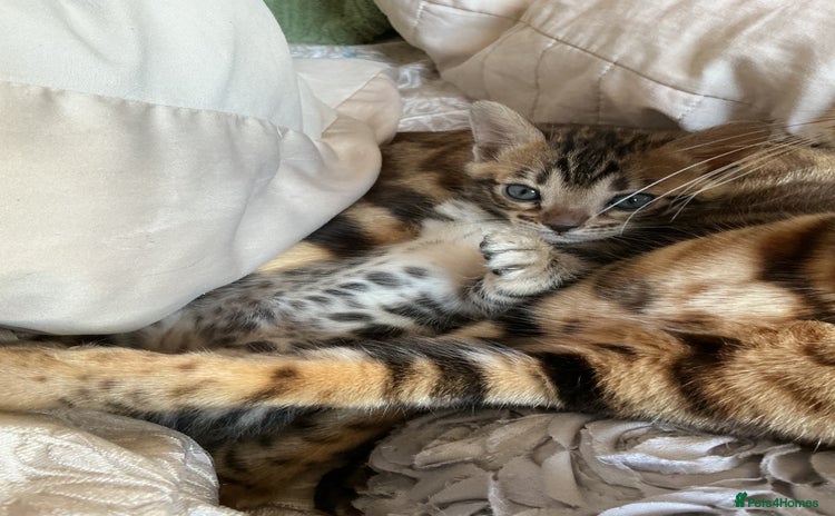 Bengal cats - Advert 5