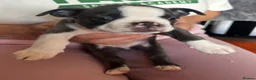 Boston Terrier dogs for sale: Boston Terriers - Advert 17