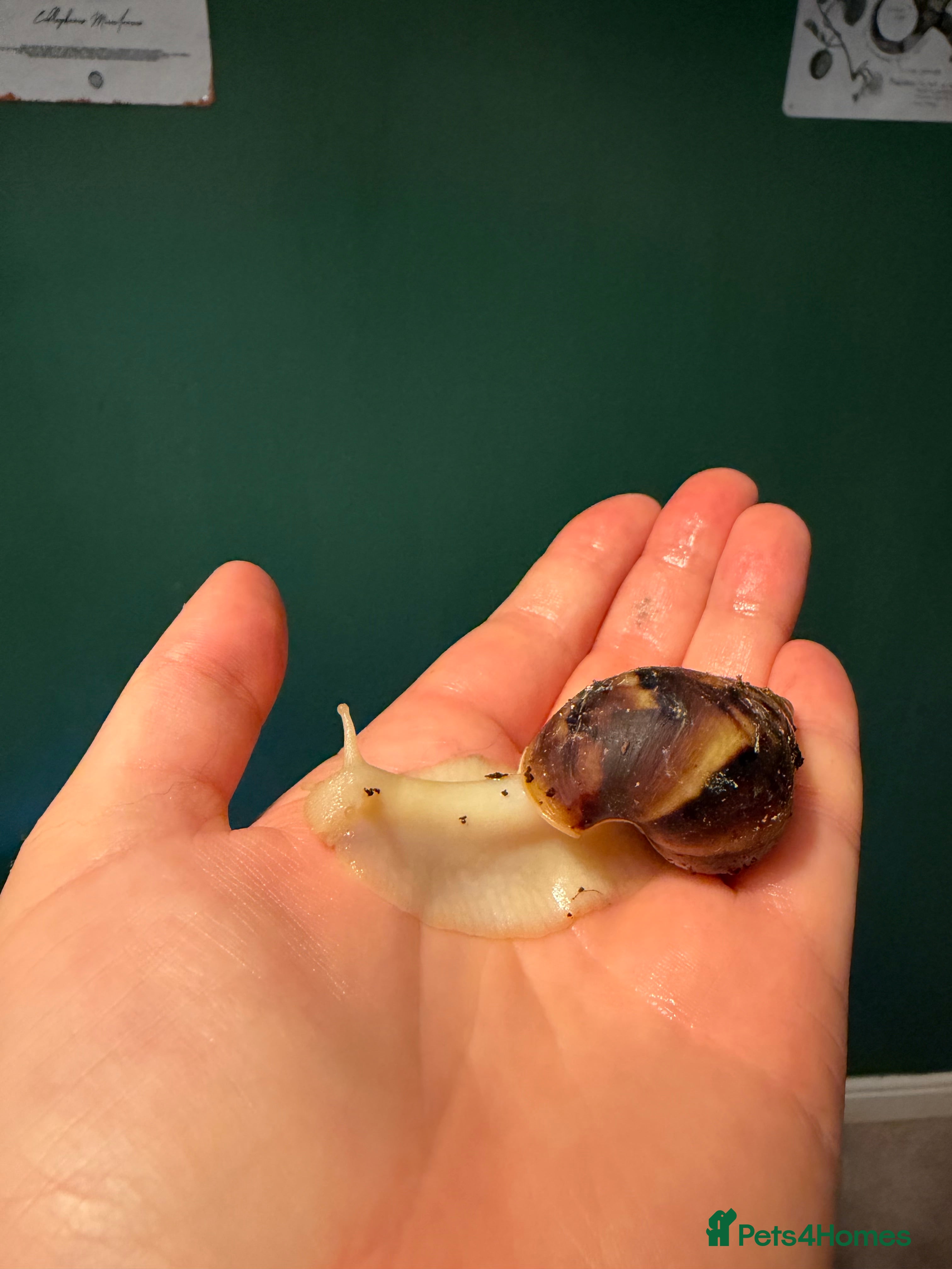 Snails invertebrates giant african land snails  - Advert 7