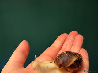 Snails invertebrates giant african land snails - Advert 4