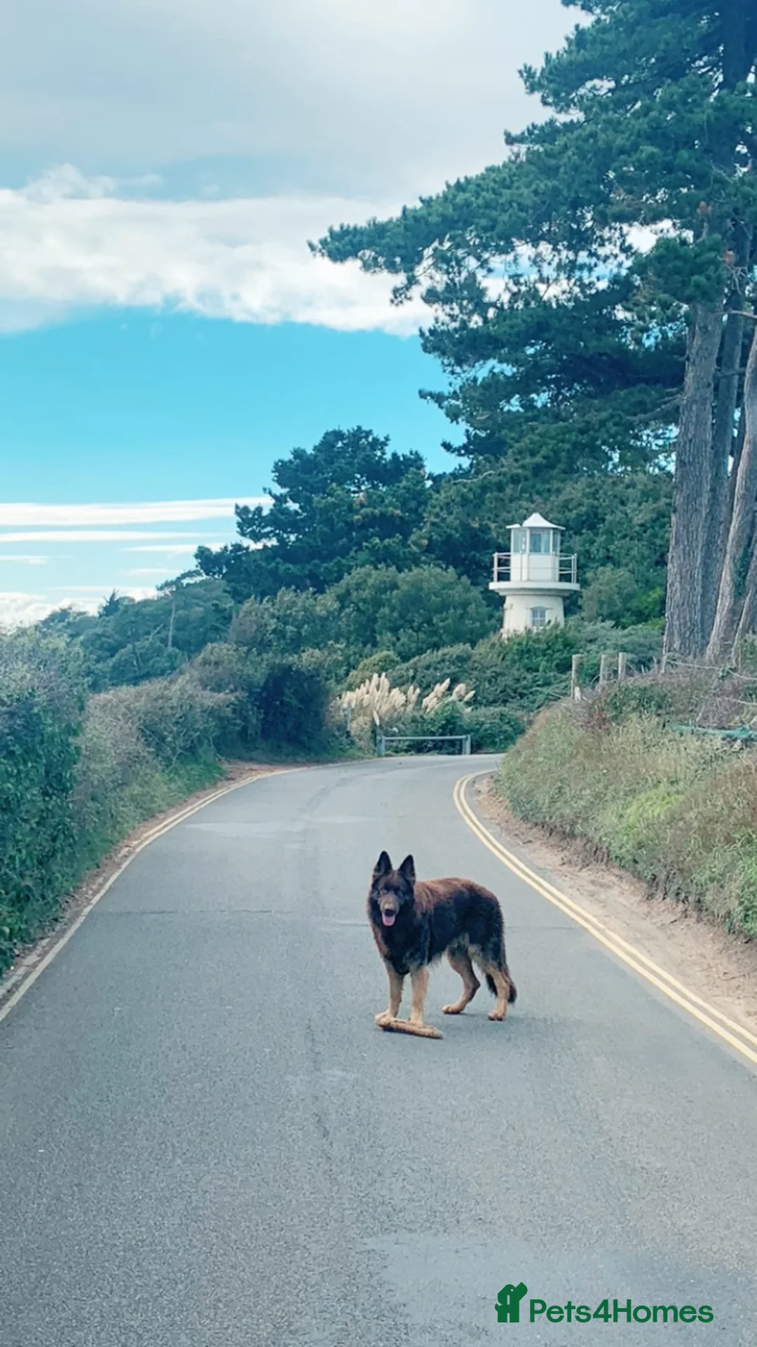 German Shepherd dogs for stud: Proven Handsome Long-Haired German Shepherd Stud in Southampton - Advert 6