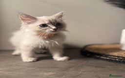 Ragdoll cats for sale: Last female ragdoll 🐾🩷🐾 - Image 2