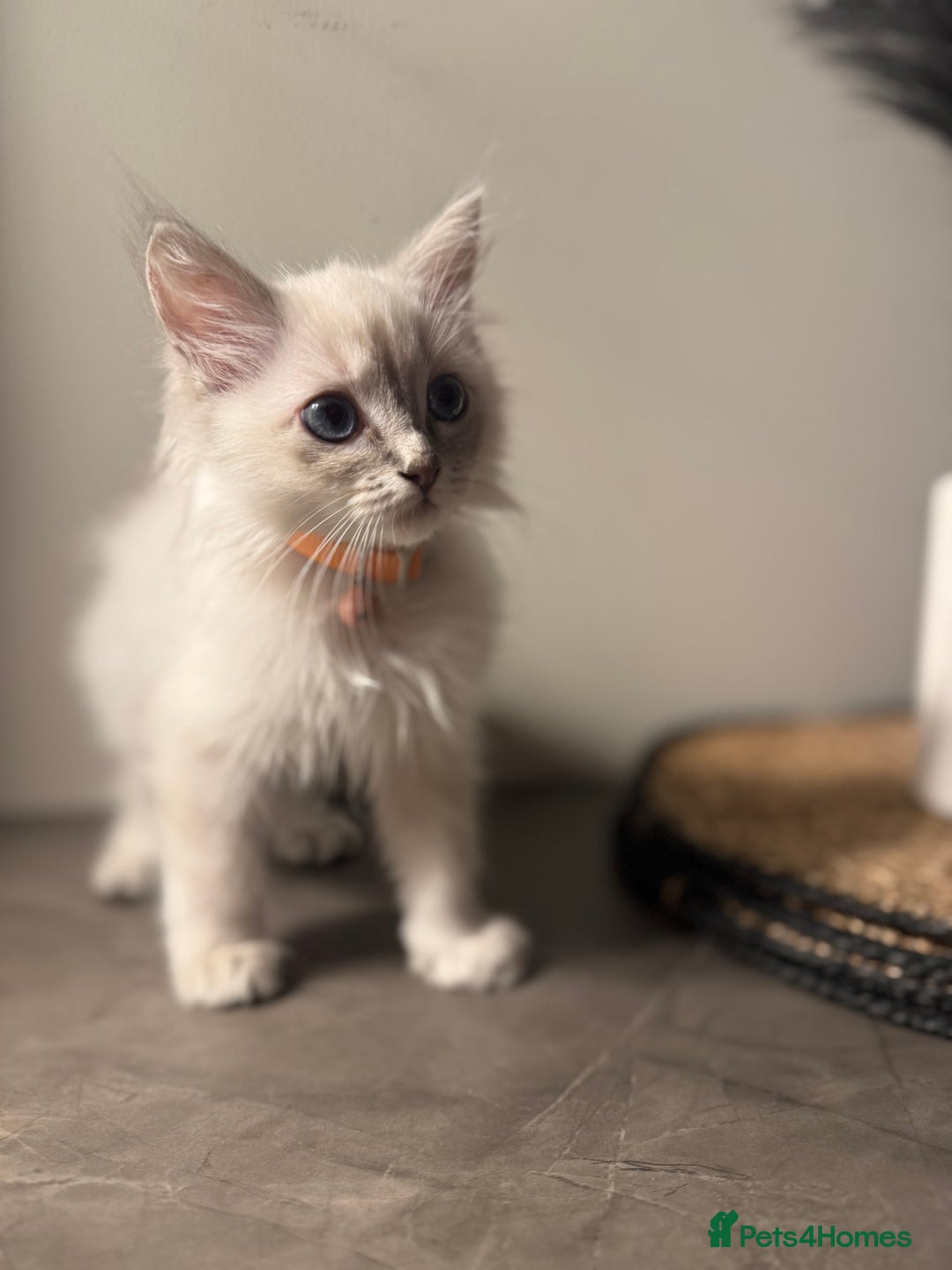 Ragdoll cats for sale: Last female ragdoll 🐾🩷🐾 - Image 2