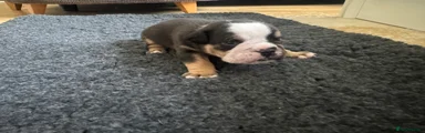 Old Tyme Bulldog Puppy 1