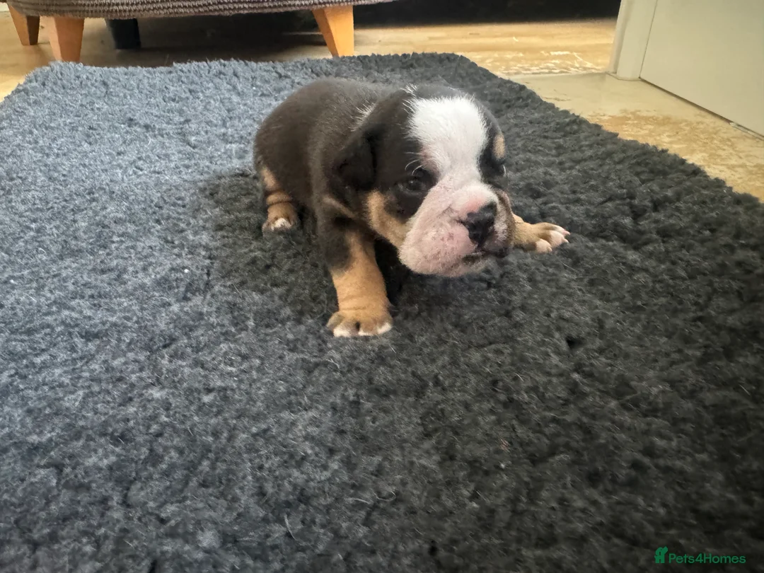 Old Tyme Bulldog dogs for sale: Olde tyme bulldog puppies  - Advert 39