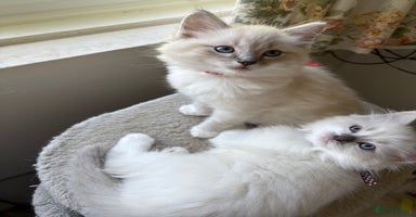 Ragdoll cats - Advert 9