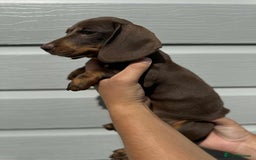 Miniature Dachshund dogs for sale: Miniature Dachsund puppies (licensed breeder) - Image 13