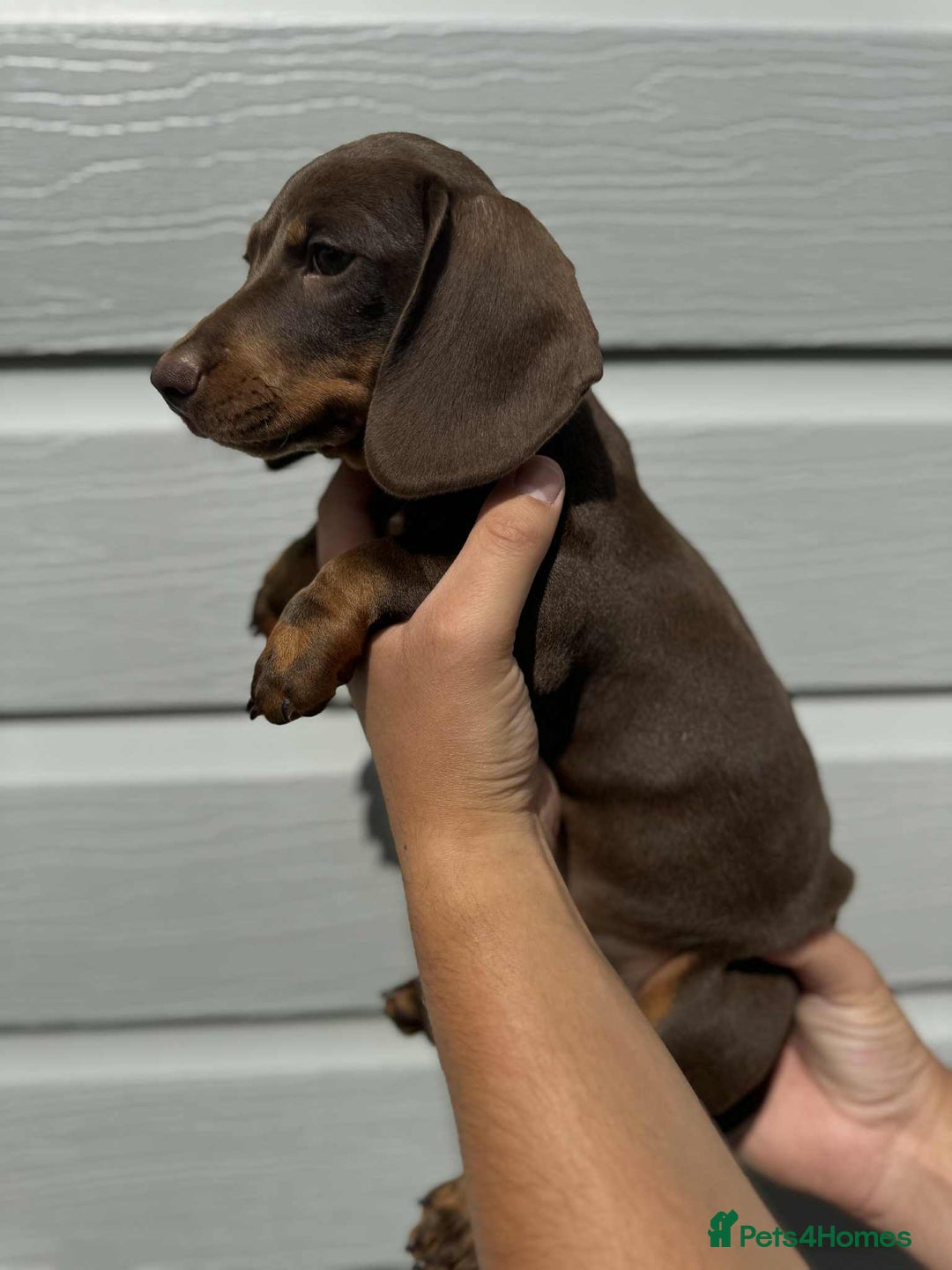 Miniature Dachshund dogs for sale: Miniature Dachsund puppies (licensed breeder) - Image 13