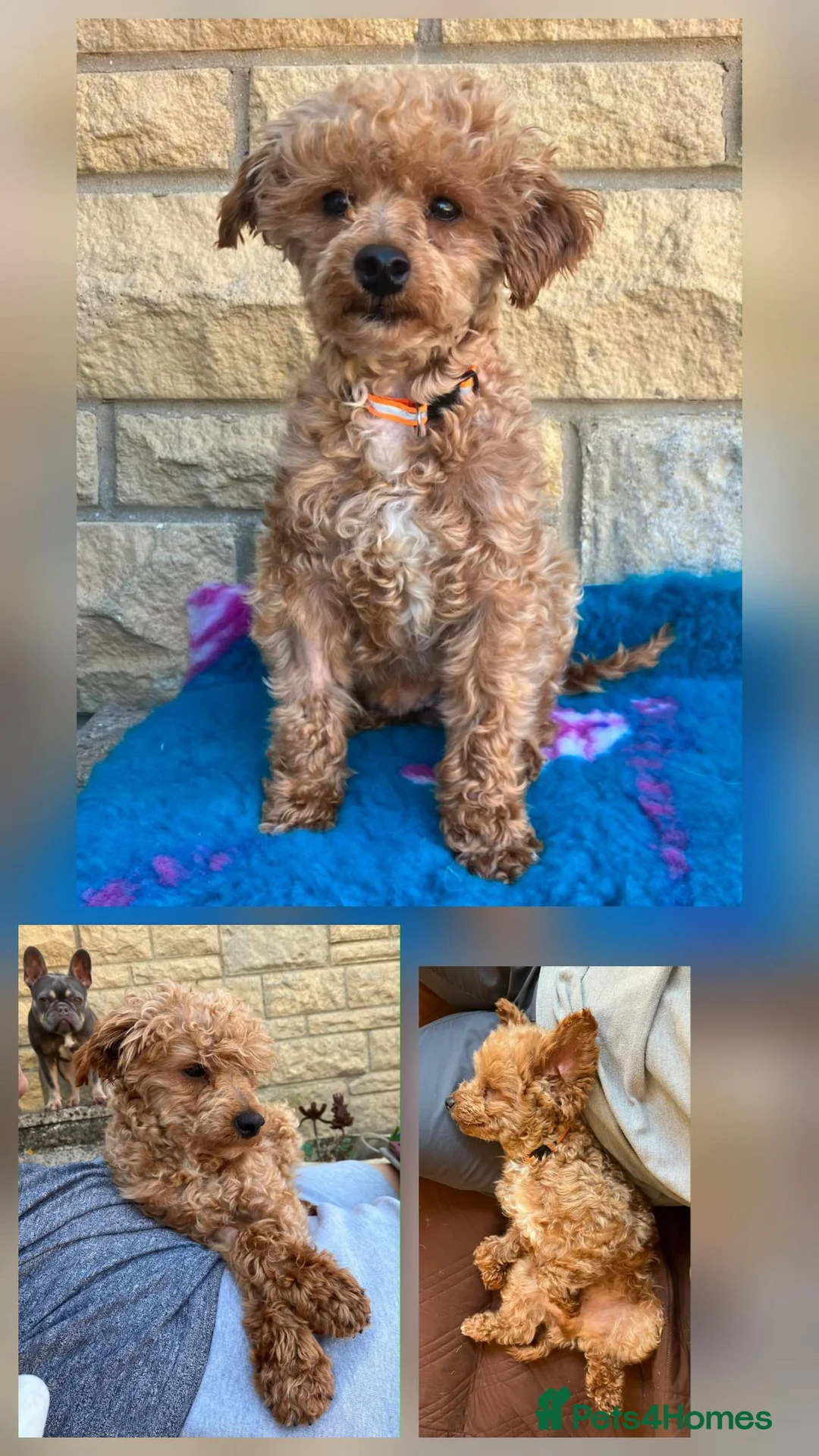 Toy Poodle dogs for adoption: Needs special kind home  in Stroud - Advert 2
