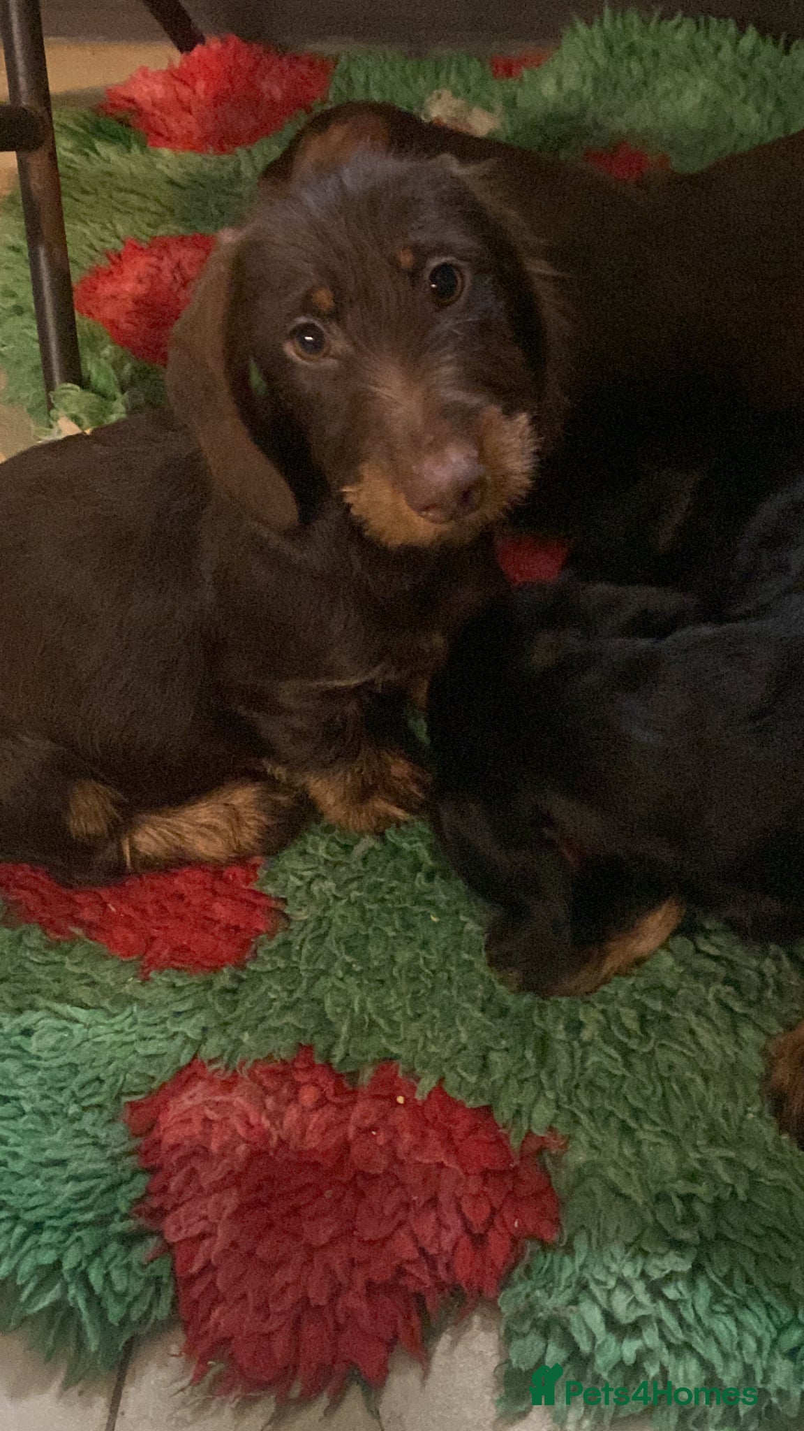 Miniature Dachshund dogs Miniature wire dachshund  - Advert 11