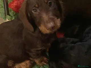 Miniature Dachshund dogs Miniature wire dachshund - Advert 1