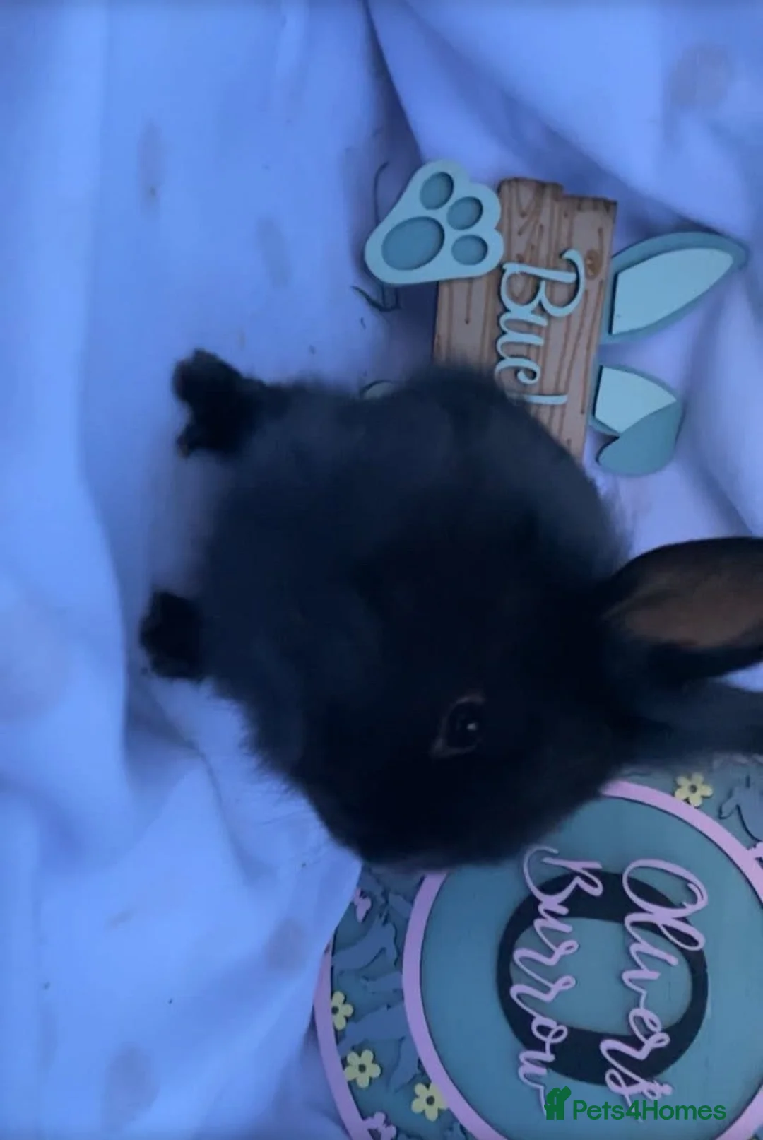 Lionhead rabbits for sale: Beautiful black lionhead babies for sale - Advert 5