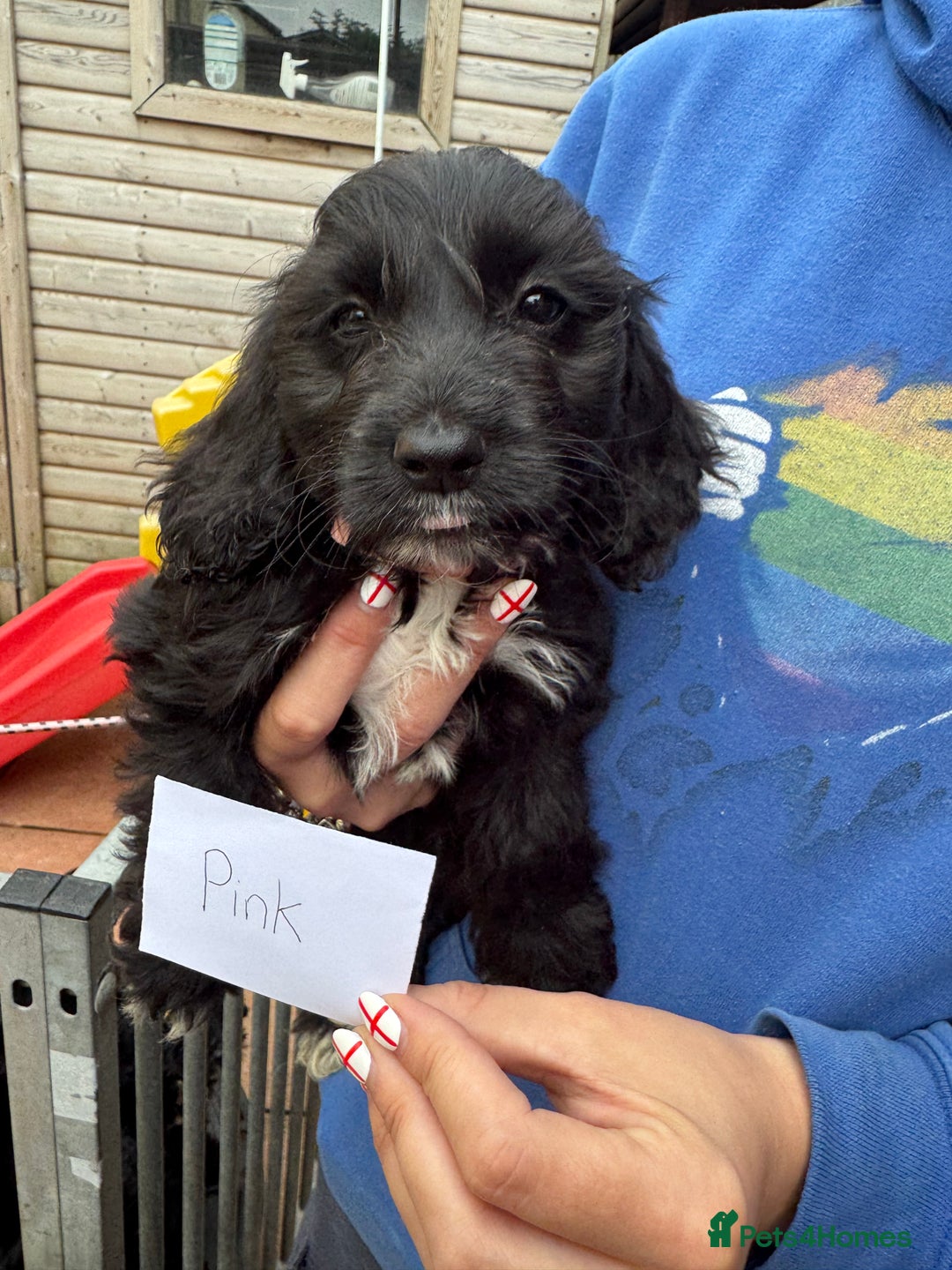Cockapoo dogs for sale: F1 Puppies for Sale - Image 8