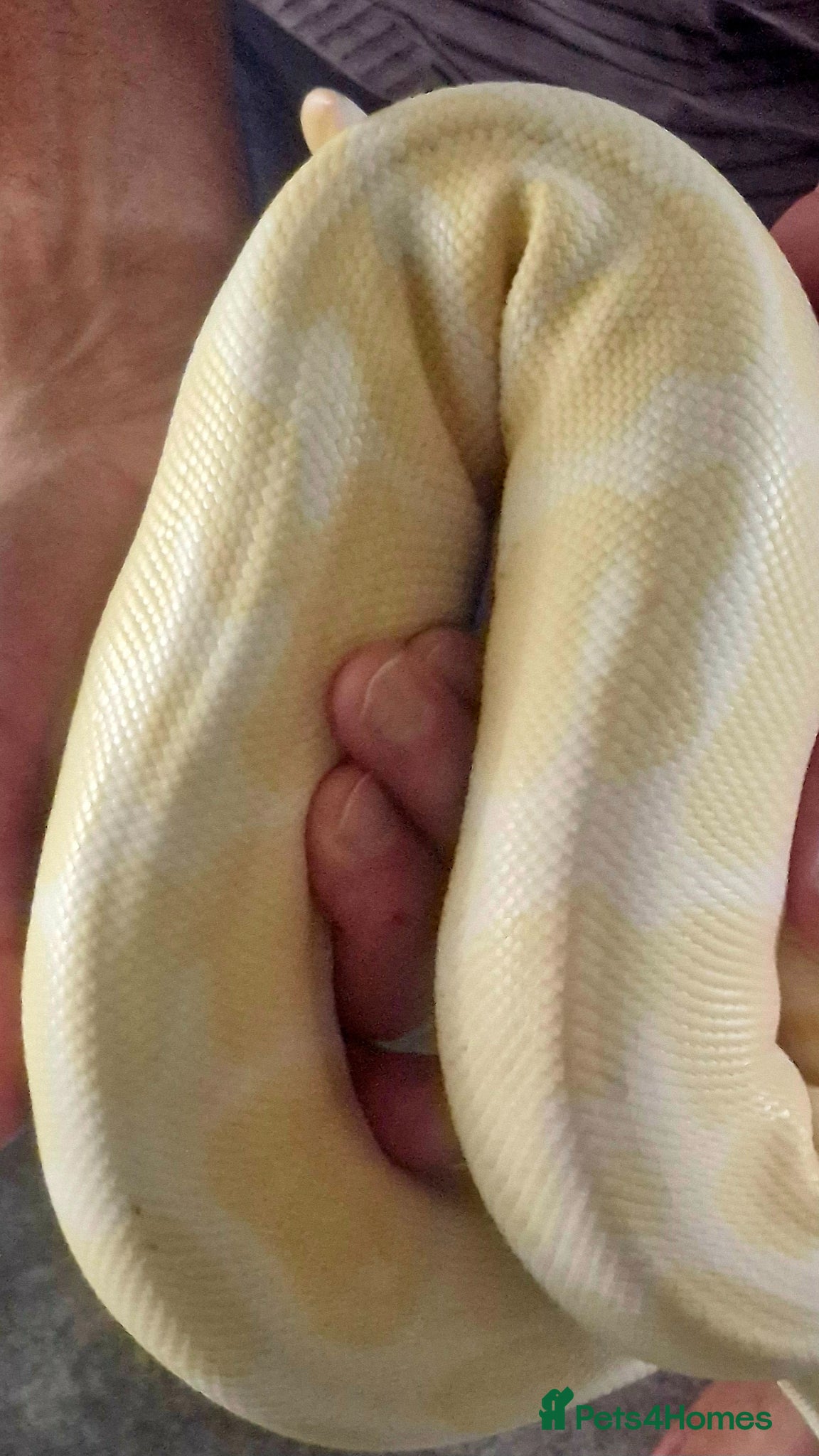Python Snake reptiles for sale: Royal Python - Albino  - Advert 4